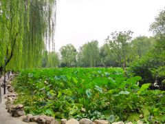 -莲湖公园