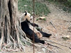 -广州长隆野生动物世界