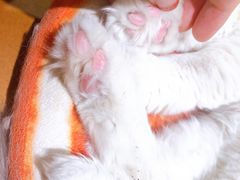 -藏猫猫咖啡主题馆(中央大道店)