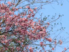 -重庆彩云湖湿地公园