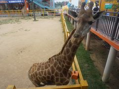 -西霞口神雕山野生动物世界