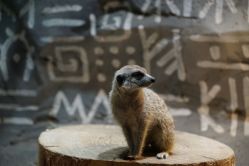 -Zoolung Zoolung动物主题公园(海信广场店)