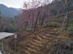 -南丹山森林王国