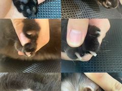 -momokira米努特·德文卷毛猫·棉花面纱犬