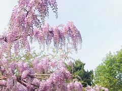 -嘉定紫藤园