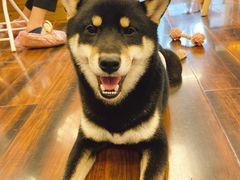 -豆柴町-柴犬主题狗咖(红鼎国际C座店)