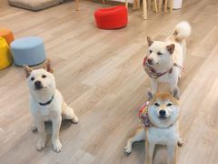 -柴迷FANS CLUB·柴犬狗咖·猫咖
