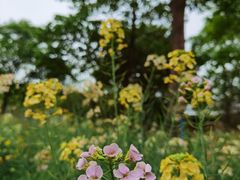 -天适樱花悠乐园