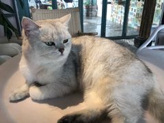 -喵屿·大理花园猫咖