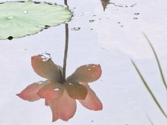 -八大山人梅湖景区