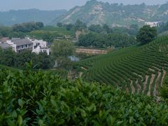 -帐篷客·溪龙茶谷度假酒店