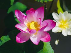-曼听御花园