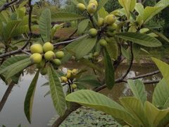 iphone_upload_pic-宁波九龙湖开元度假村