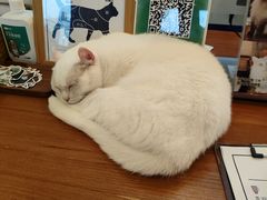 -有猫主题·治愈系猫咖(曾厝垵店)