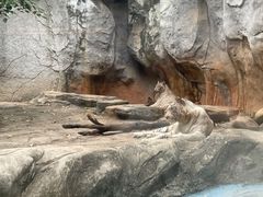 -灵玲国际马戏城