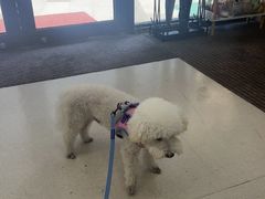 -爱妮康宠物医院·干细胞免疫细胞·肿瘤·心脏(张江店)