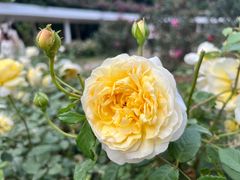 -人民公园(罗湖区)