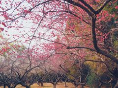 -白塘生态植物园