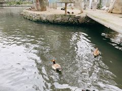 -荆州中山公园动物园