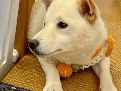 -豆柴町-柴犬主题狗咖(红鼎国际C座店)