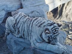 -北京野生动物园