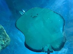 -芜湖新华联大白鲸海洋公园