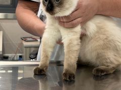 -万博宠物医院·手术·诊疗(未央凤城五路店)