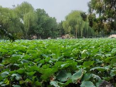 -莲池书院博物馆