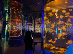 -石家庄海洋公园