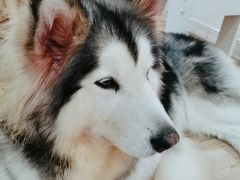 -李小姐の猫咖啡馆(五角场店)