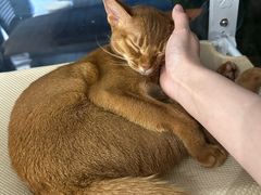 -琪喵猫屋·撸猫猫咖·猫舍