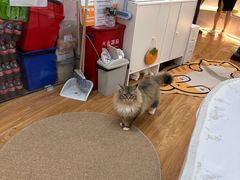 -COLOR PETS 撸猫馆·购猫·猫咖(长风大悦城店)