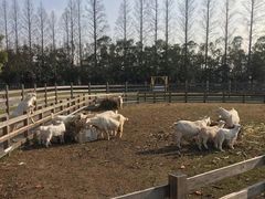 -前小桔亲子创意农场·草莓采摘·露营烧烤