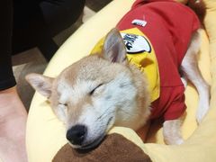 -逗柴咖啡屋·狗咖猫咖宠物桌游