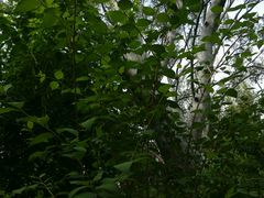 android_upload_pic-景山公园