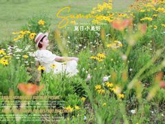 -春花秋色城市公园