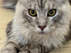-滚猫咖啡·猫咖·猫友好撸猫(未来城店)