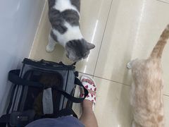 -瑞派动物医院·猫专科·至诚(江南中分院)