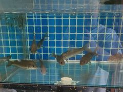 -千岛湖小鱼儿·淳安匠心农家菜