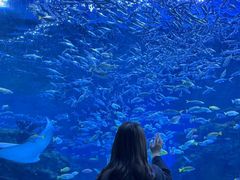 -海合安成都极地海洋公园
