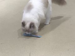 -藏猫猫咖啡主题馆(中央大道店)