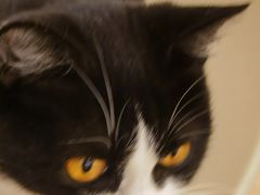 -有喵·猫咖·狗咖·30几只猫10只小狗(岗厦店)