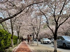 -高东镇樱花园