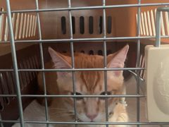 -东莞宠友24H宠物中心医院·转诊夜诊·异宠(新河北路院)