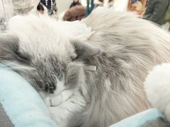 -共舞时光猫咖·狗咖(新街口店)