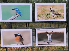 -野鸭湖国家湿地公园