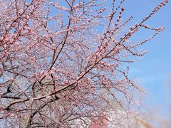 -朝阳公园