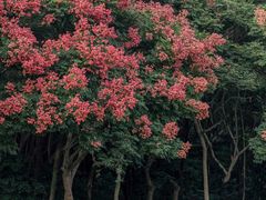 -莲花山公园