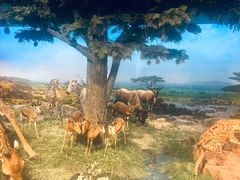 -国家自然博物馆