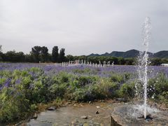 -北京东方普罗旺斯薰衣草庄园